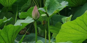 荷风知盛夏，匠心筑初心 —— 潍坊亚龙以至诚之心深耕节能保温行业